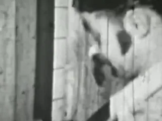 Erotic Pussycat Stripper Shows Off Her Kitty